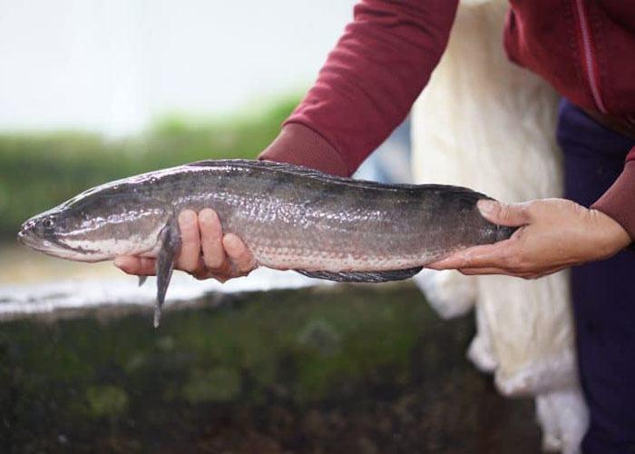 Nằm Mơ Thấy Rắn Cắn Chân Đánh Con Gì? Giải Mã Chi Tiết