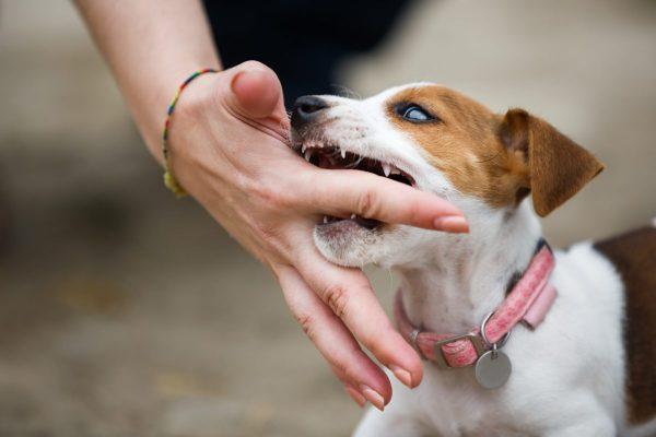Giải Mã Giấc Mơ Thấy Ngựa Đẻ Con và Số Đề Liên Quan