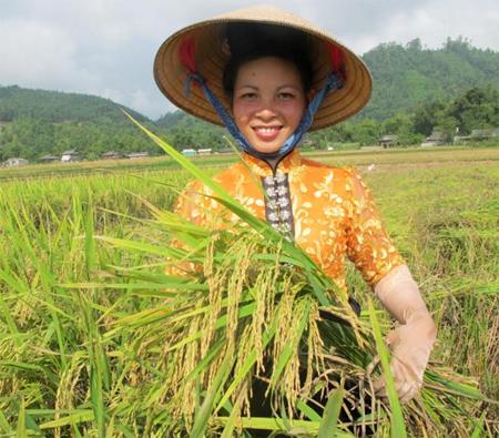 Giải Mã Giấc Mơ Thấy Cây Me Và Những Con Số Liên Quan