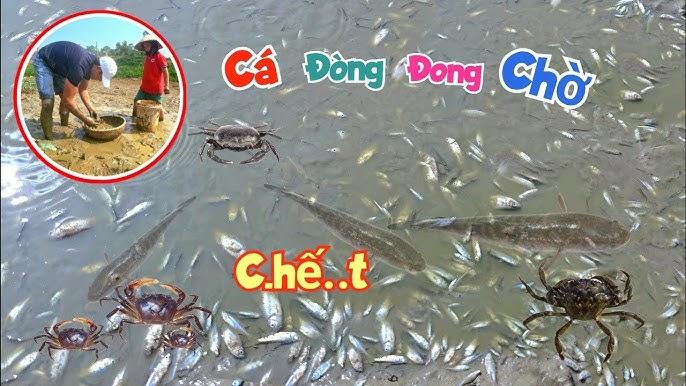Nằm Mơ Thấy Cắt Cổ Gà Đánh Con Gì?