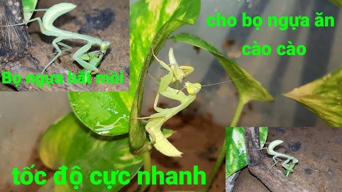 Nằm mơ thấy cá đen đánh con gì? Giải mã giấc mơ chuẩn xác