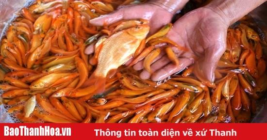 Cá Chép Bờ Lên Bờ