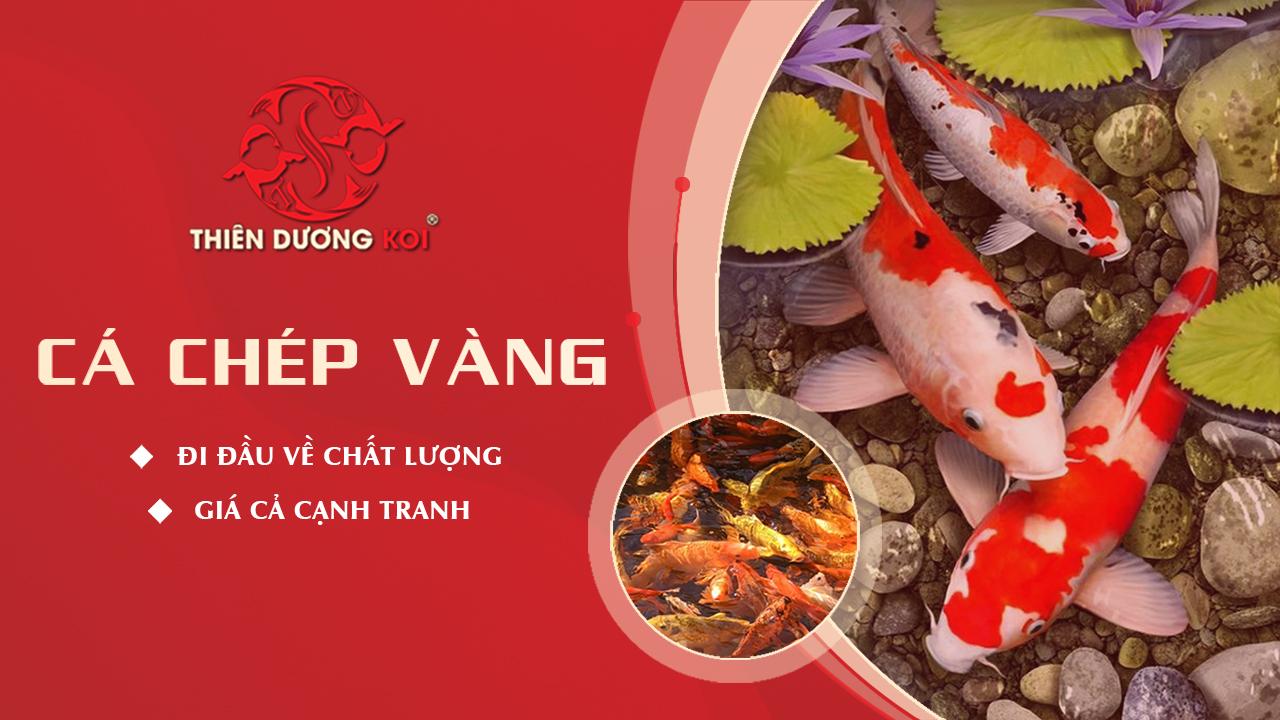 Giải Mã Giấc Mơ Thấy Cá Rô Đồng Và Con Số May Mắn