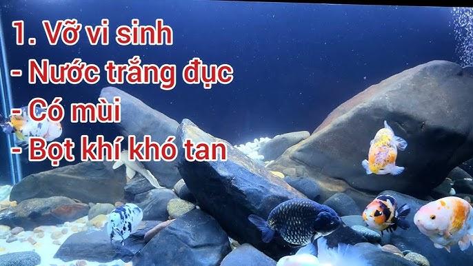 Cá mè chết trong nước đục