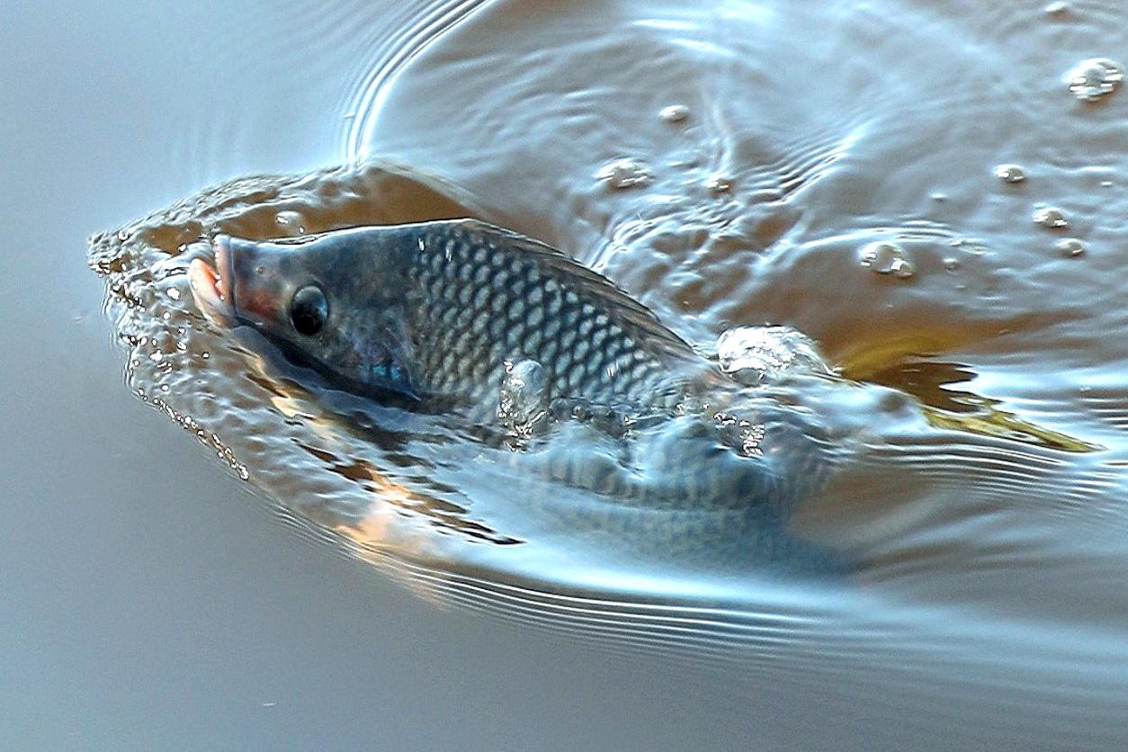 Cá Ngựa Chết Trong Mơ