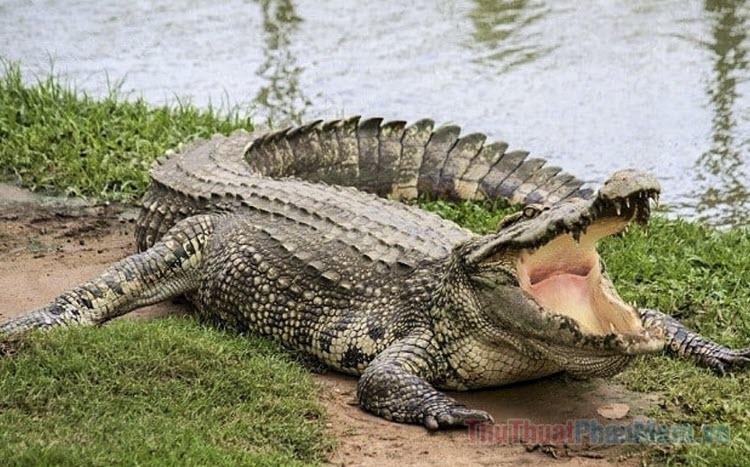 Giải Mã Giấc Mơ Thấy Hai Người Khiêng Quan Tài