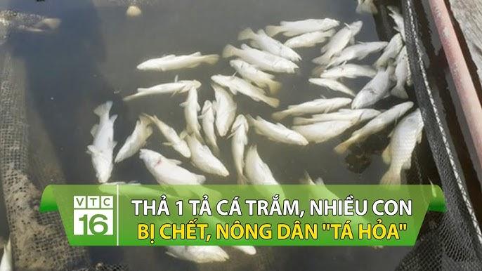 Nằm Mơ Mình Bị Lạc Đường Đánh Con Gì?