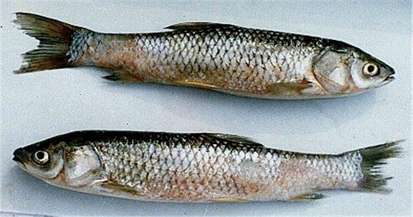 Nằm Mơ Mình Bị Lạc Đường Đánh Con Gì?