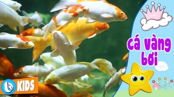 Nằm Mơ Thấy Heo Rượt Đuổi Đánh Con Gì?