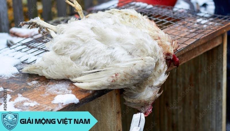 Các trường hợp cụ thể khi nằm mơ thấy gà chết