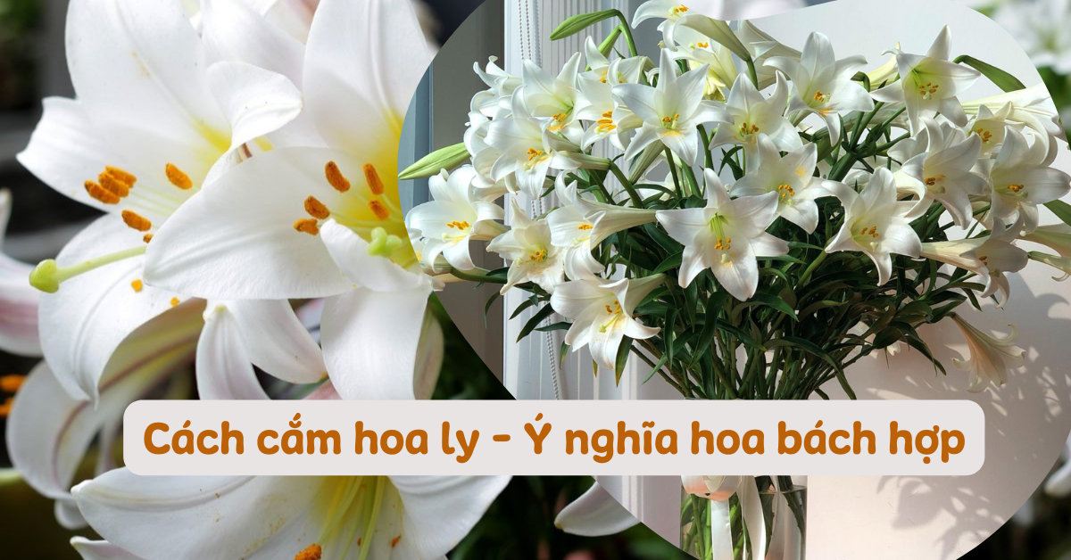 Cắm Hoa Ly Trắng