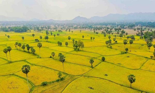Cánh đồng lúa chín vàng trải dài