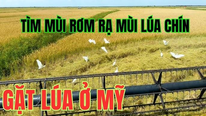 Giải Mã Giấc Mơ Thấy Mình Để Lại Đồ Vật Và Con Số May Mắn