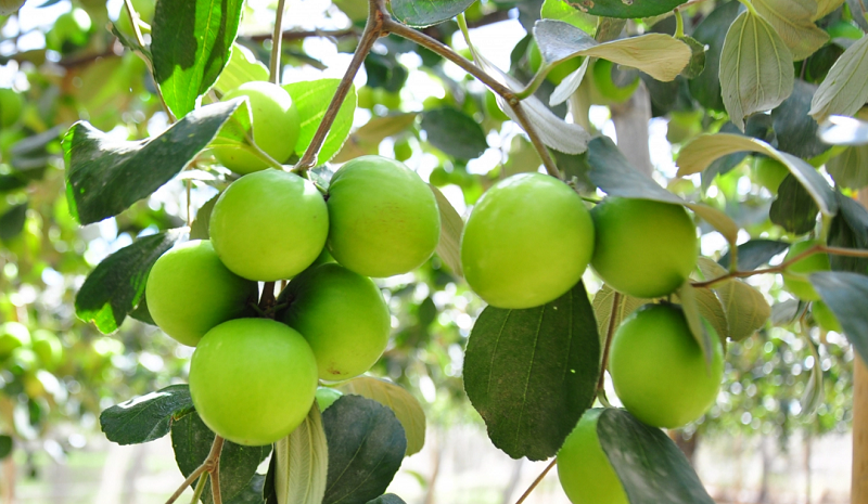 Cây ăn quả sai trĩu quả trong giấc mơ
