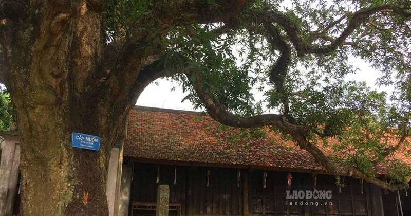 Giải Mã Giấc Mơ Thấy Chuồng Gà và Số Đề Liên Quan