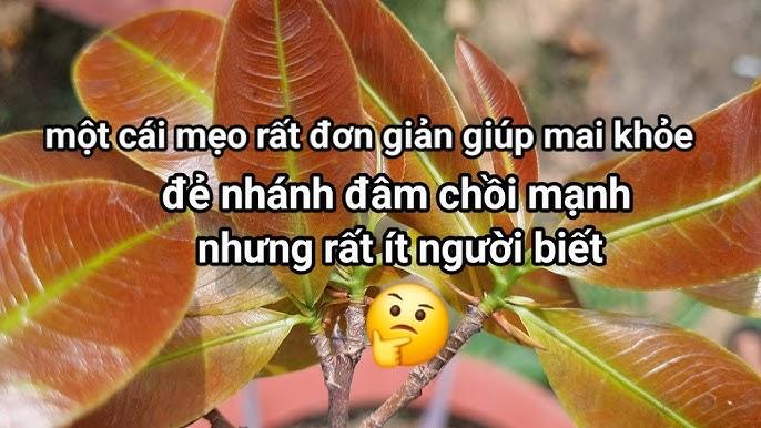 Nằm Mơ Thấy 3 Quan Tài Đánh Đề Con Gì?
