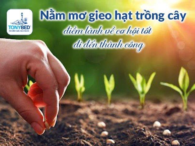 Giấc mơ thấy cây khô bị cháy