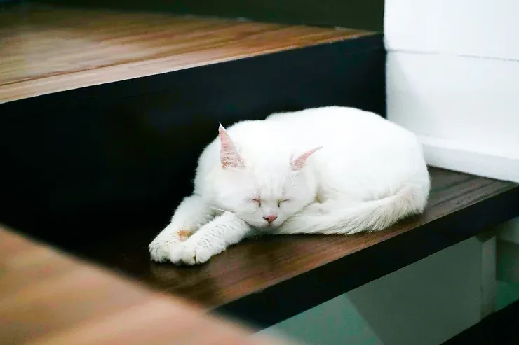 Nằm Mơ Thấy Em Bé Đang Ngủ Và Những Con Số Liên Quan