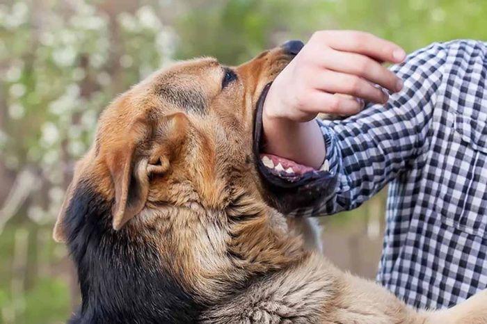 Nằm mơ thấy chó cắn tay không chảy máu