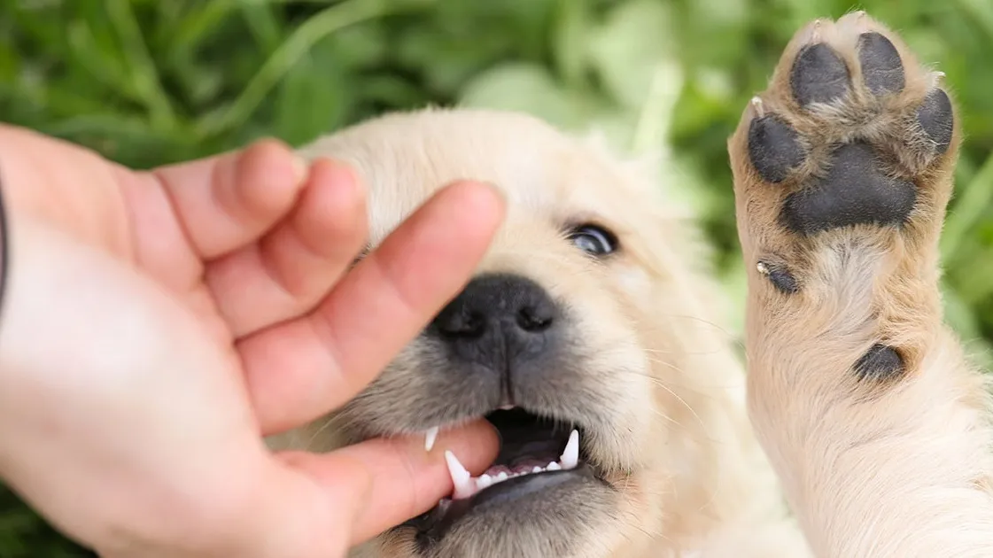 Nằm Mơ Thấy Mình Ăn Cắp: Giải Mã Và Con Số Liên Quan