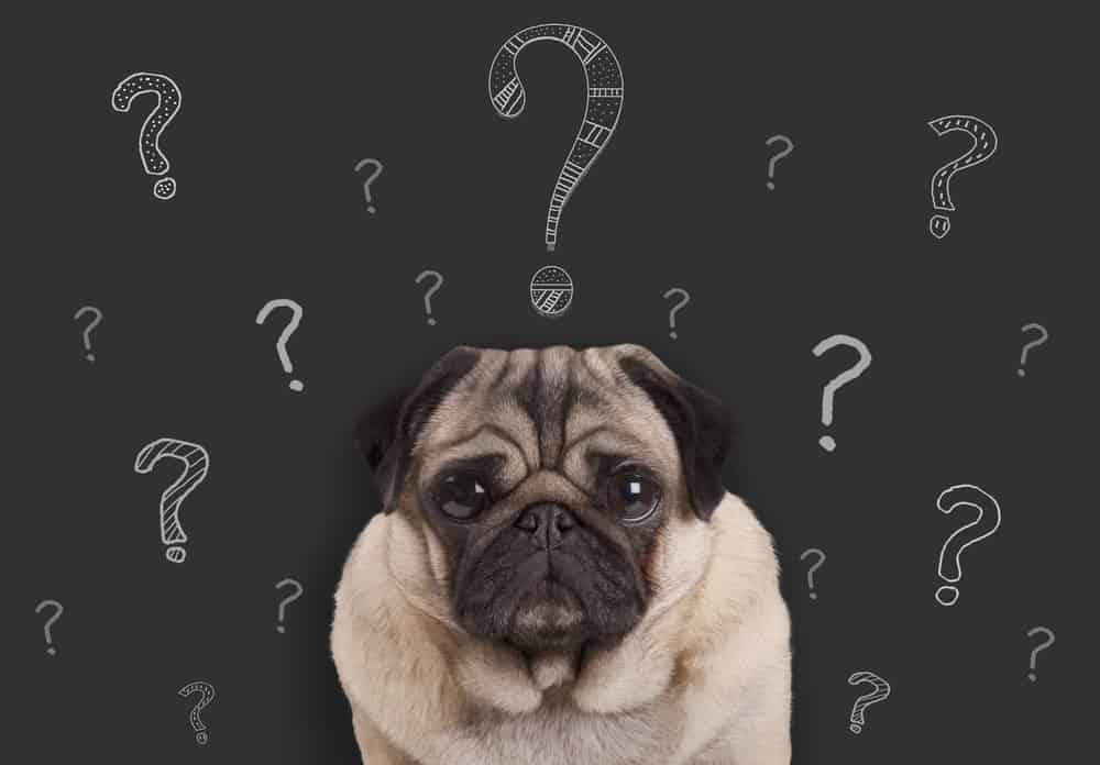 Giải Mã Giấc Mơ Bị Bò Húc Đánh Con Gì?