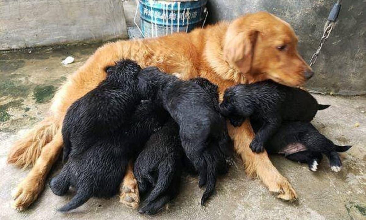 Nằm Mơ Thấy Rắn Mối Cắn: Điềm Báo Gì Về Số Đề?