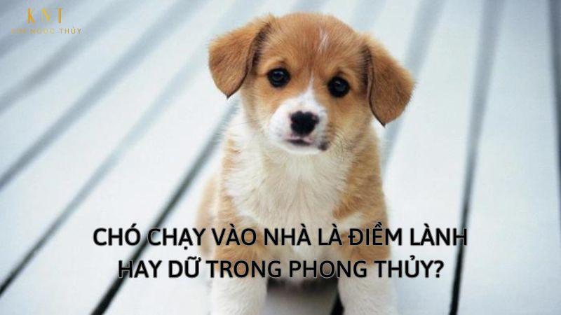 Chó vàng vào nhà