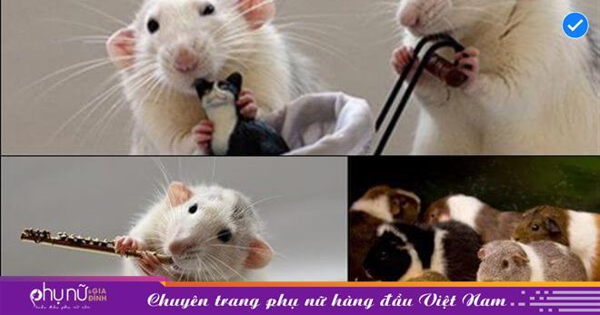 Chuột đen cắn mình trong giấc mơ