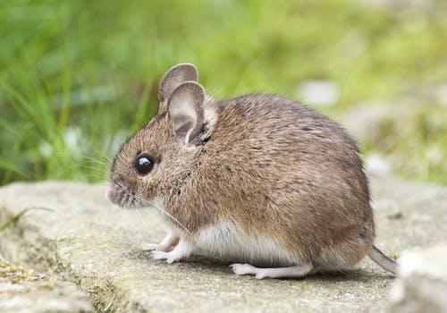 Giải Mã Giấc Mơ Đái Dầm: Điềm Báo Số Đề?