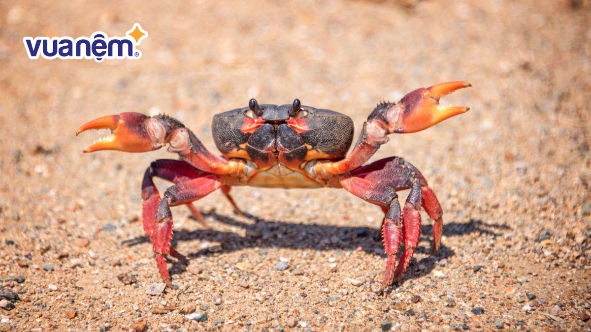 Giải Mã Giấc Mơ Thấy Gà Trống Và Những Con Số Liên Quan