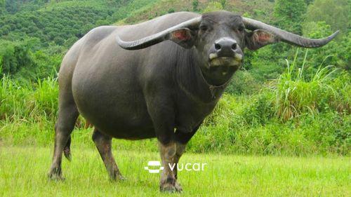 Nằm mơ thấy dắt trâu lên núi
