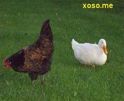 Nằm Mơ Thấy Hai Con Chó Cắn Nhau Đánh Con Gì?