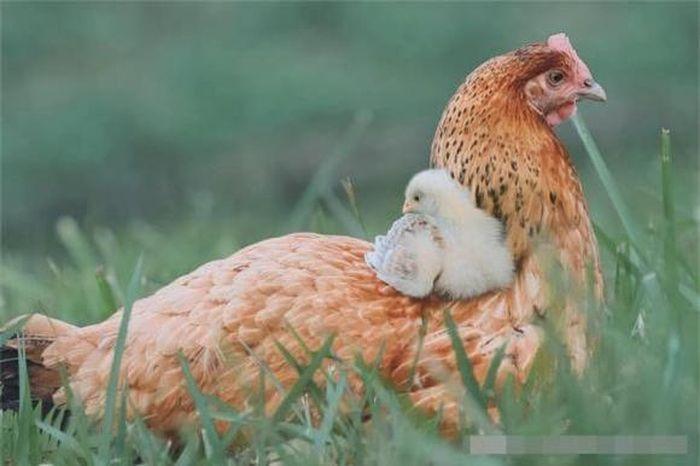 Giải Mã Giấc Mơ Thấy Mèo Cắn Chuột Và Số Đề