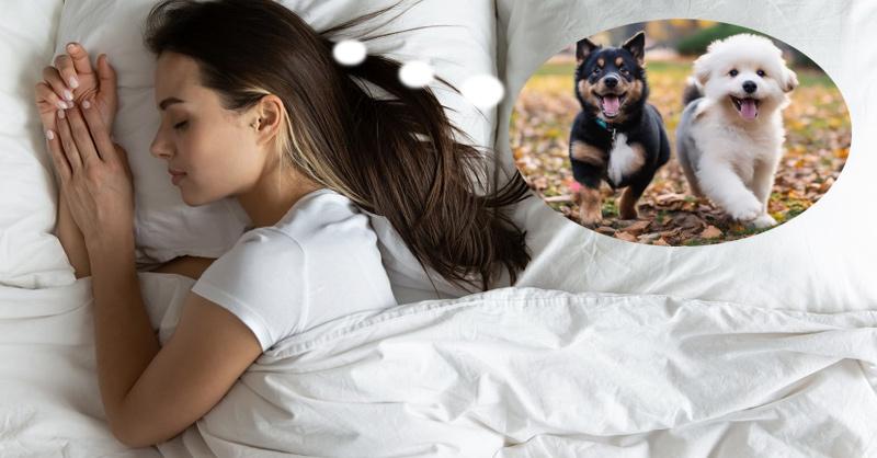 Ghi lại chi tiết giấc mơ thấy chó bầu