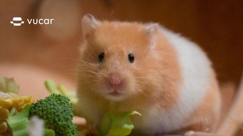 Giải Mã Giấc Mơ Thấy Uống Trà Sữa và Số Đề