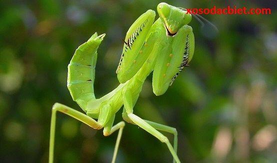 Giải mã giấc mơ bọ ngựa