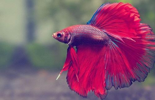 Nằm Mơ Thấy Cãi Nhau Với Chị Gái: Giải Mã Số Đề