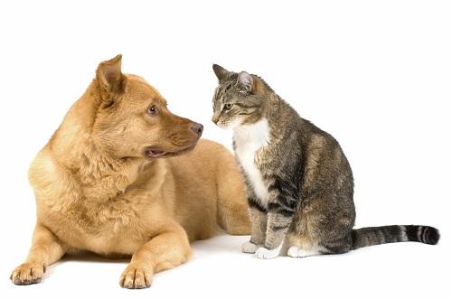 Giải Mã Giấc Mơ Thấy Con Ba Ba Và Những Con Số Liên Quan