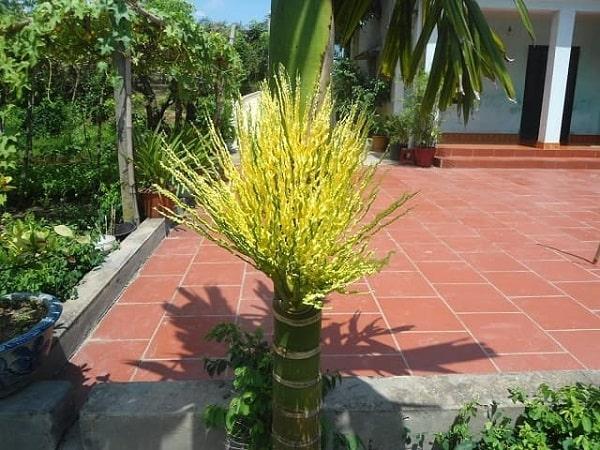 Bà Bầu Nằm Mơ Thấy Trẻ Con: Điềm Báo Gì?
