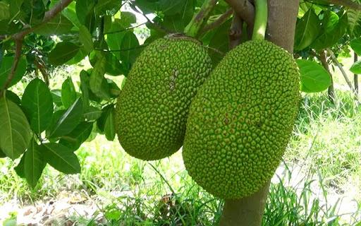 Giải mã giấc mơ hái mít chín có sâu