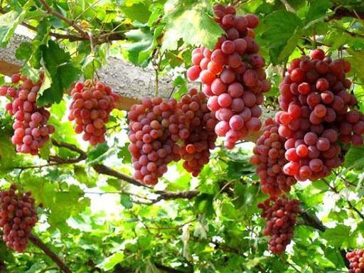 Nằm Mơ Nghe Tin Người Chết: Giải Mã &amp; Số Đề