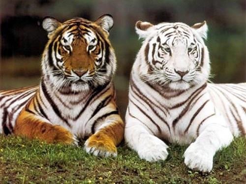 Giải Mã Giấc Mơ Trang Sách Hồng Nằm Mơ Màng Ngủ