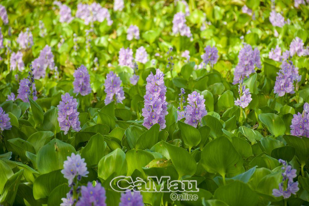 Nằm Mơ Thấy Chồng Cưới Thêm Vợ: Giải Mã Và Số Đề