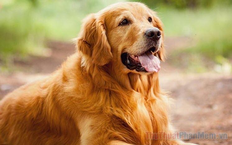 Giải mã giấc mơ thấy chó dính lẹo
