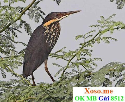 Bà Bầu Nằm Mơ Thấy Chó Cắn: Giải Mã & Số Đề