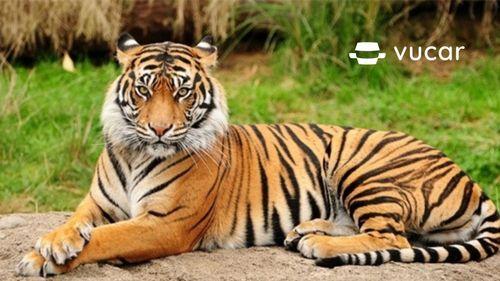 Có Bầu Nằm Mơ Thấy Chảy Máu: Lời Giải Mã
