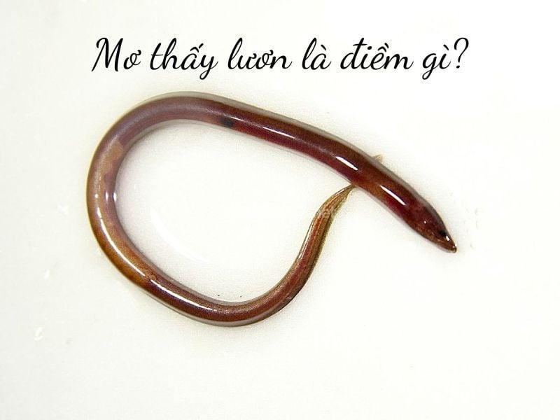 Giải mã giấc mơ thấy rắn và lươn
