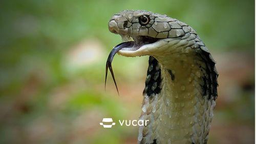 Giải mã giấc mơ thấy rắn và số đề