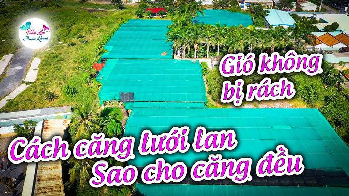 Giăng lưới bị rách