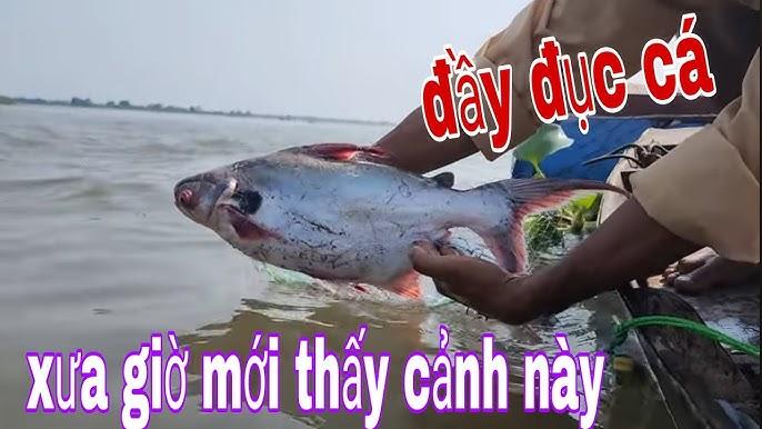Giăng lưới không bắt được cá